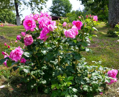 Rosé im Garten